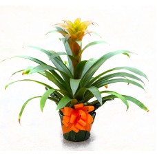 Bromeliad Plant